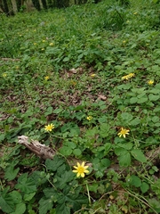 Ficaria verna