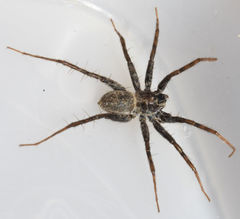 Pardosa valens