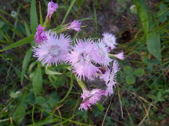 Dianthus × courtoisii