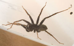 Pardosa valens