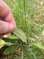 Primula × polyantha
