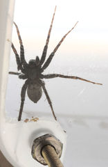 Pardosa valens
