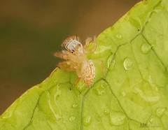 Salticinae