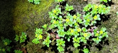 Sedum actinocarpum