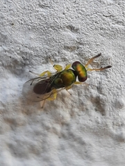 Mesopolobus tibialis