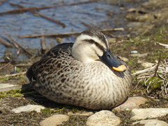 Anas zonorhyncha