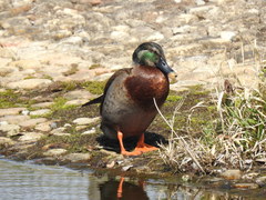 Anas platyrhynchos × zonorhyncha