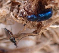 Necrobia violacea