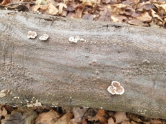 Fungi