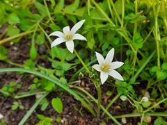 Ornithogalum navaschinii