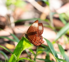 Abisara