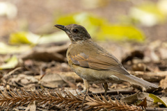 Turdus leucomelas
