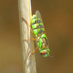 Odontomyia cincta