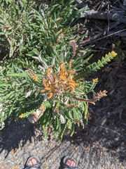 Banksia dallanneyi
