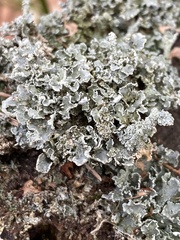 Cladonia