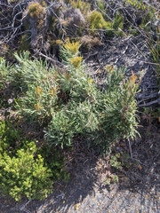 Banksia dallanneyi