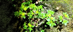Sedum actinocarpum