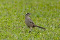 Mimus saturninus