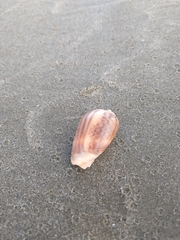 Olivancillaria urceus