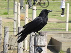 Corvus corone