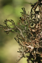 Platismatia stenophylla