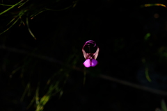 Disperis capensis