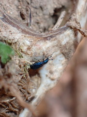 Necrobia violacea
