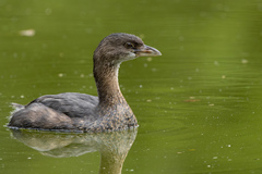 Podilymbus podiceps