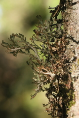 Platismatia stenophylla