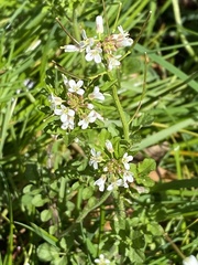 Cardamine flexuosa