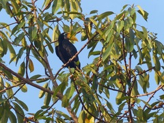 Rhabdotorrhinus corrugatus