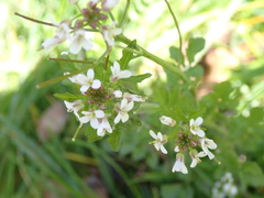 Cardamine flexuosa