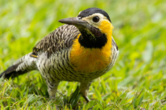 Colaptes campestris campestris