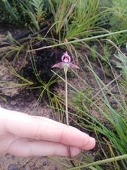 Disperis capensis