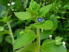 Veronica crista-galli