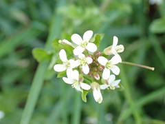 Cardamine flexuosa