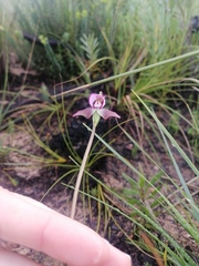 Disperis capensis