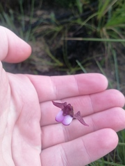 Disperis capensis