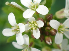Cardamine flexuosa