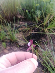 Disperis capensis