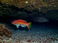 Bodianus scrofa
