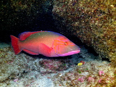 Bodianus scrofa