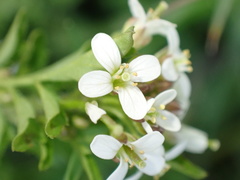 Cardamine flexuosa
