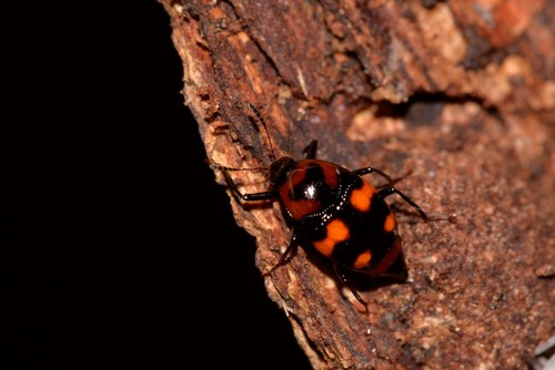 Scaphidium punctipenne · iNaturalist Ecuador