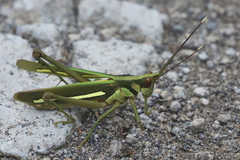 Aeolacris octomaculata