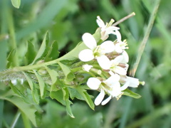 Cardamine flexuosa