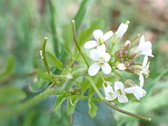 Cardamine flexuosa