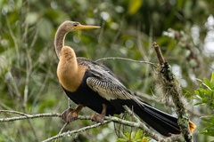 Anhinga anhinga