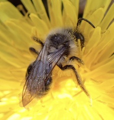 Andrena