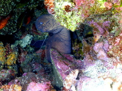 Gymnothorax unicolor